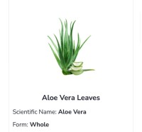 Aloe Vera Leaves