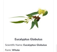 Eucalyptus Globulus