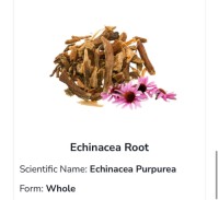 Echinacea Root