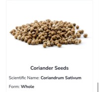Organic Coriander Seeds for Fresh Culinary Flavor