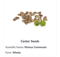 Castor Seeds