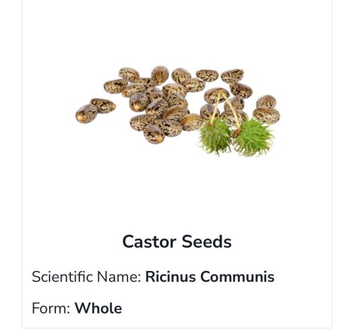 Castor Seeds