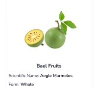 Fresh Organic Bael Fruit for Healthy Digestion