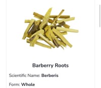 Barberry Roots
